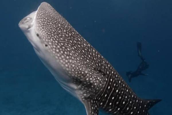Rencontre entre un plongeur et un requin-baleine aux Maldives