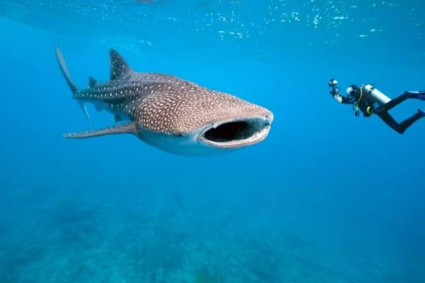 Rencontre entre un plongeur et un requin-baleine aux Maldives