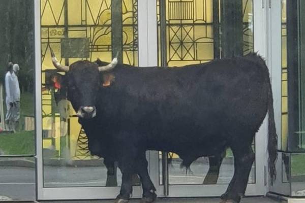 Un bœuf s'échappe d'un abattoir et entre dans une entreprise